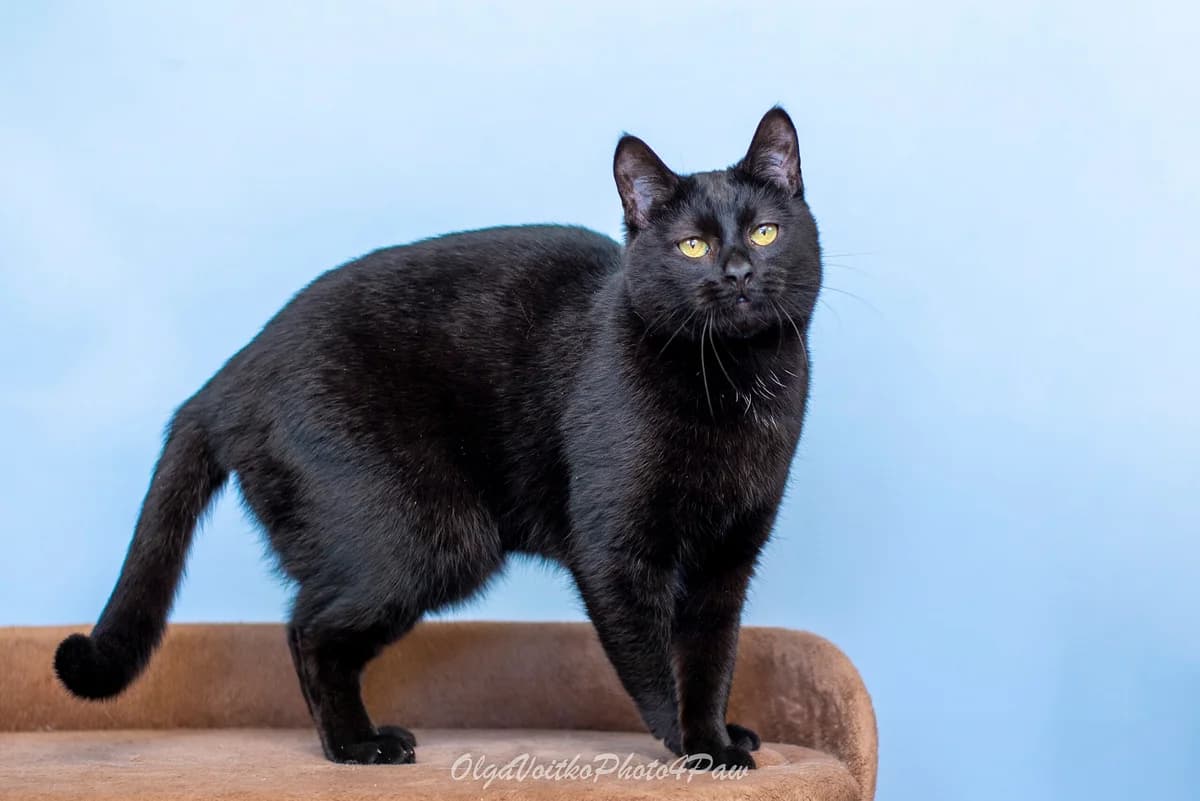 Terens (Теренс), male Mixed Breed for adoption at Dobri Ruky, Kyiv