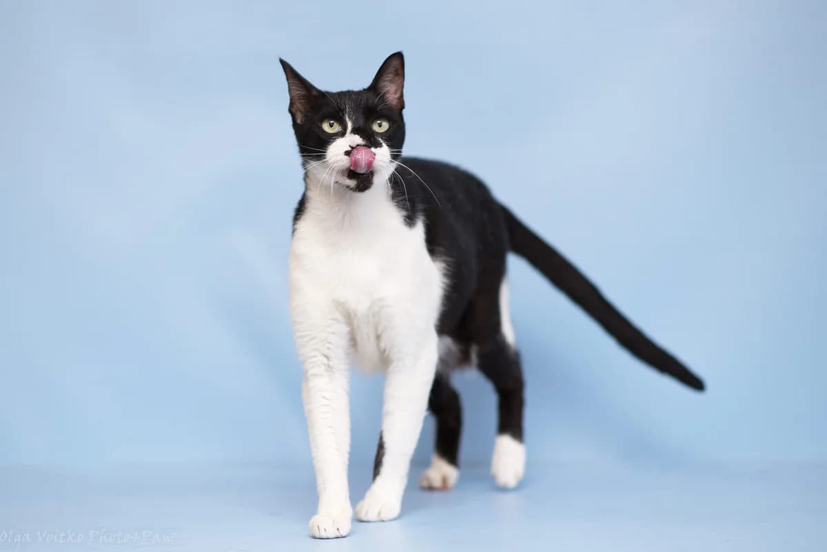 Kotya (Котя), male 7yo Mixed Breed for adoption at Dobri Ruky, Kyiv