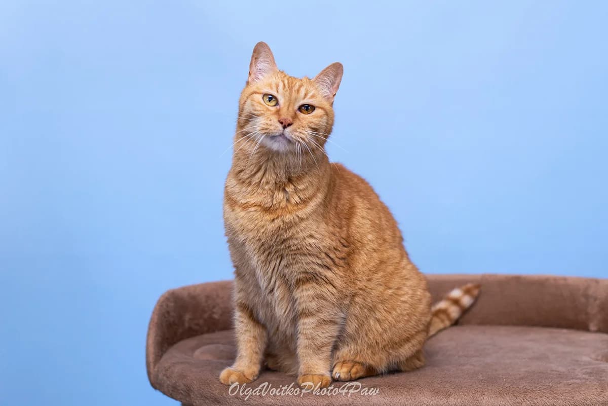 Basya (Бася), female senior Mixed Breed for adoption at Dobri Ruky, Kyiv
