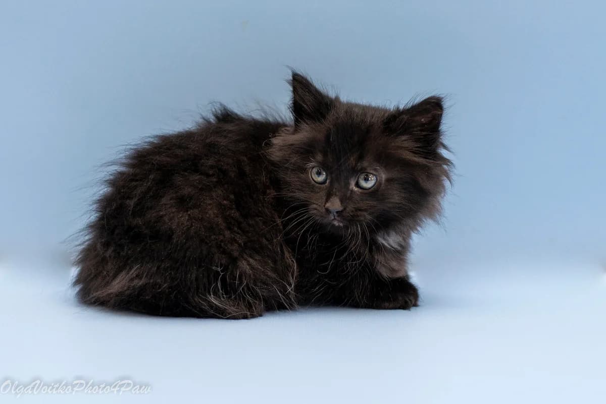 Filipa (Філіпа), female Mixed Breed for adoption at Dobri Ruky, Kyiv