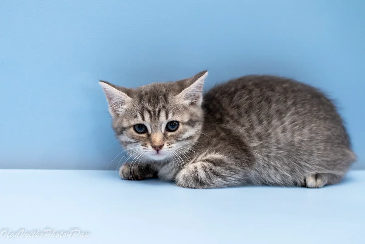 Floreta (Флорета), female Mixed Breed for adoption at Dobri Ruky, Kyiv