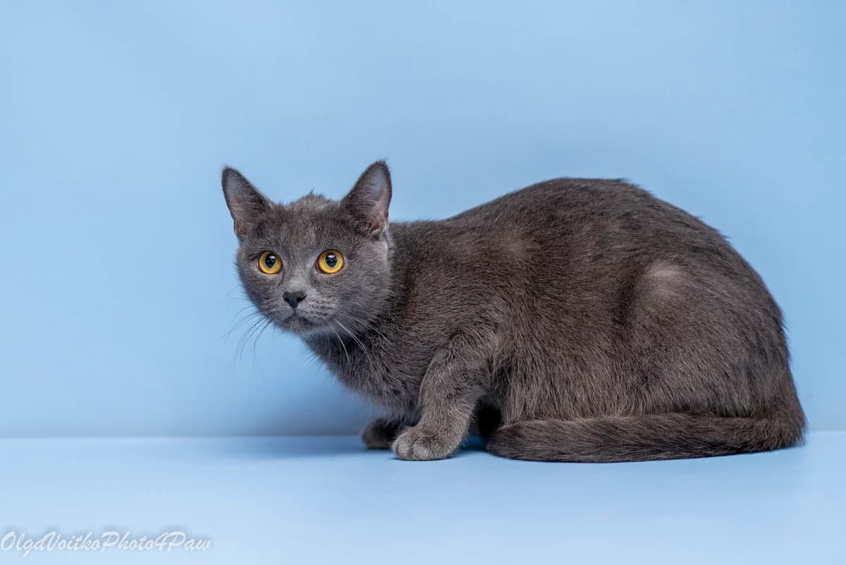 Ilina (Іліна), female Mixed Breed for adoption at Dobri Ruky, Kyiv