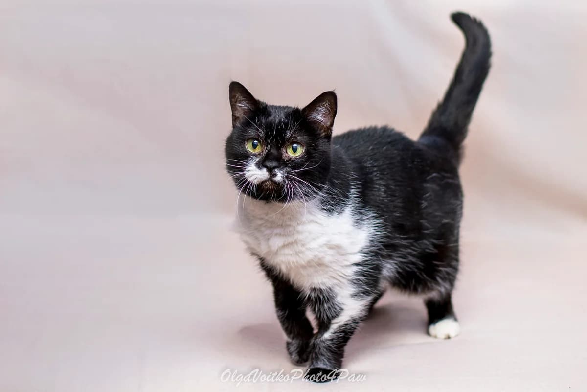 Flossi (Флоссі), female Mixed Breed for adoption at Dobri Ruky, Kyiv
