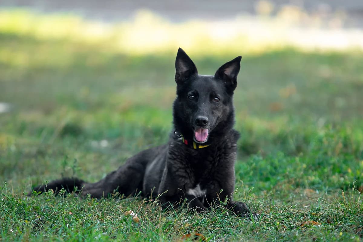 Fler (Флер), female Mixed Breed for adoption at Dobri Ruky, Kyiv