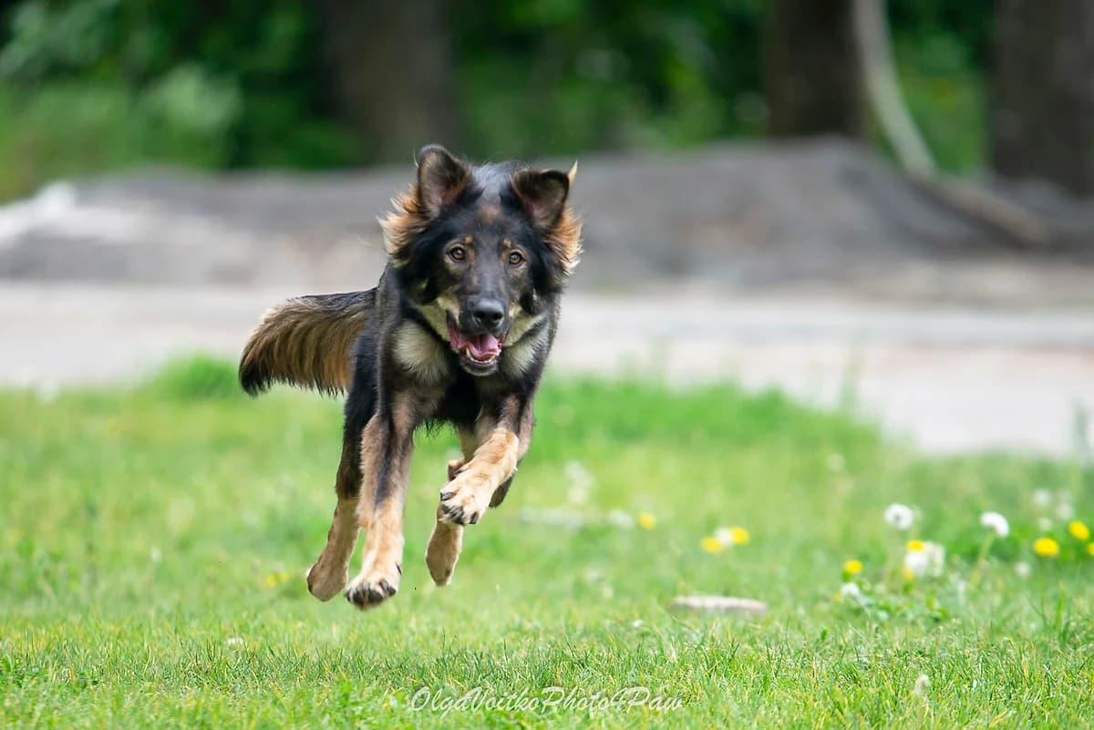Riya (Рія), female Mixed Breed for adoption at Dobri Ruky, Kyiv