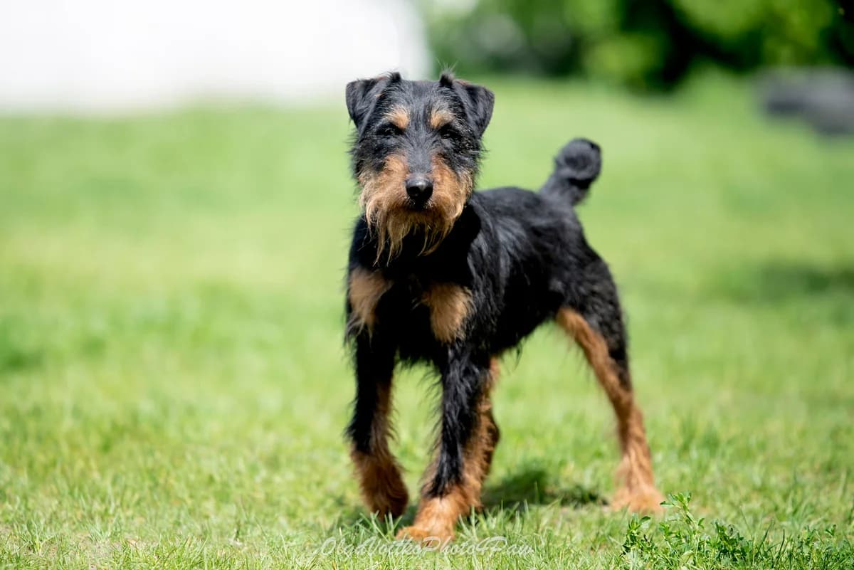 Adam (Адам), male Mixed Breed for adoption at Dobri Ruky, Kyiv