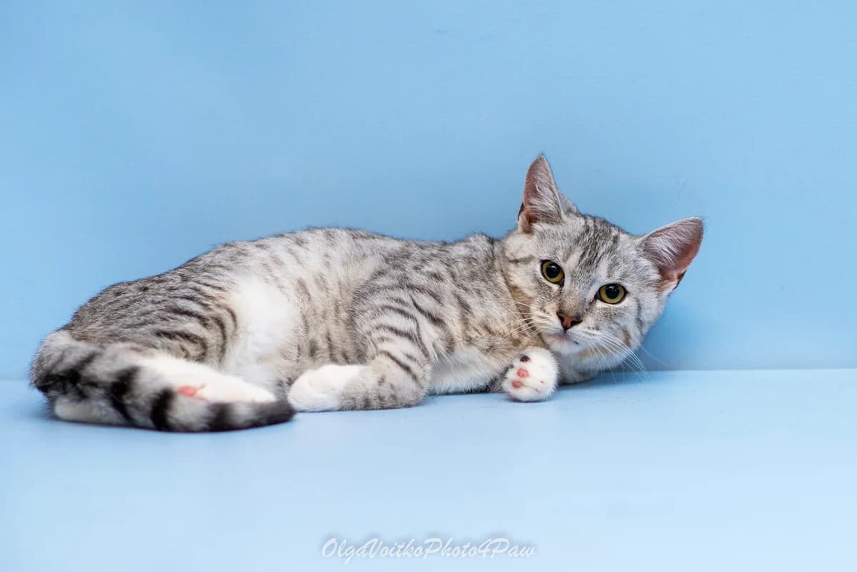 Natan (Натан), male Mixed Breed for adoption at Dobri Ruky, Kyiv