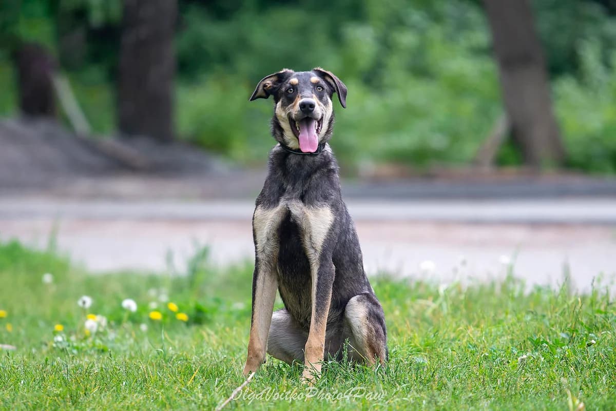 Tokker (Токкер), male Mixed Breed for adoption at Dobri Ruky, Kyiv