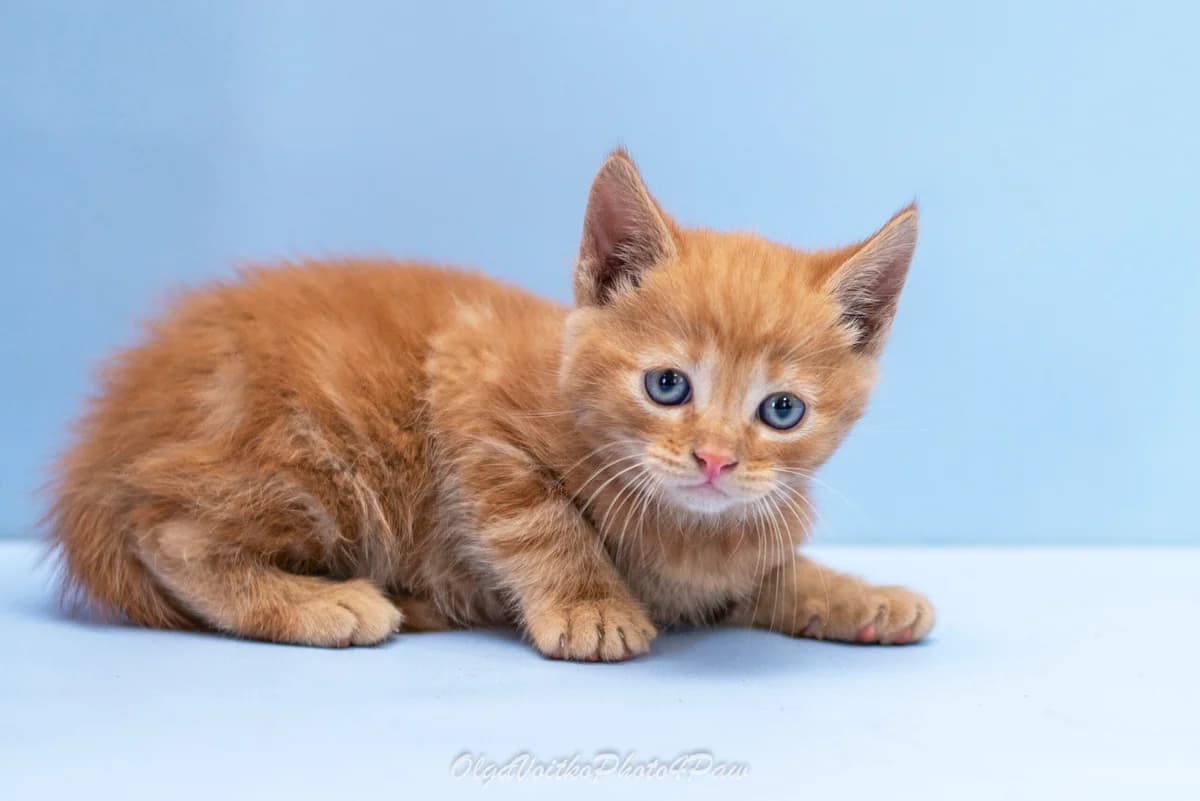 Redzhi (Реджи), male Mixed Breed for adoption at Dobri Ruky, Kyiv