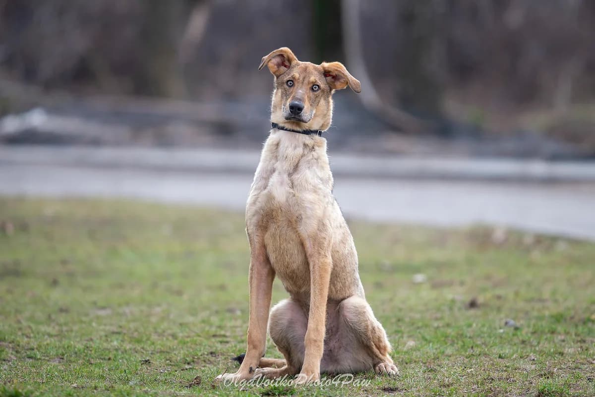 Toni (Тоні), female Mixed Breed for adoption at Dobri Ruky, Kyiv