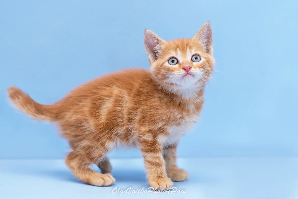 Ralfi (Ралфі), male Mixed Breed for adoption at Dobri Ruky, Kyiv