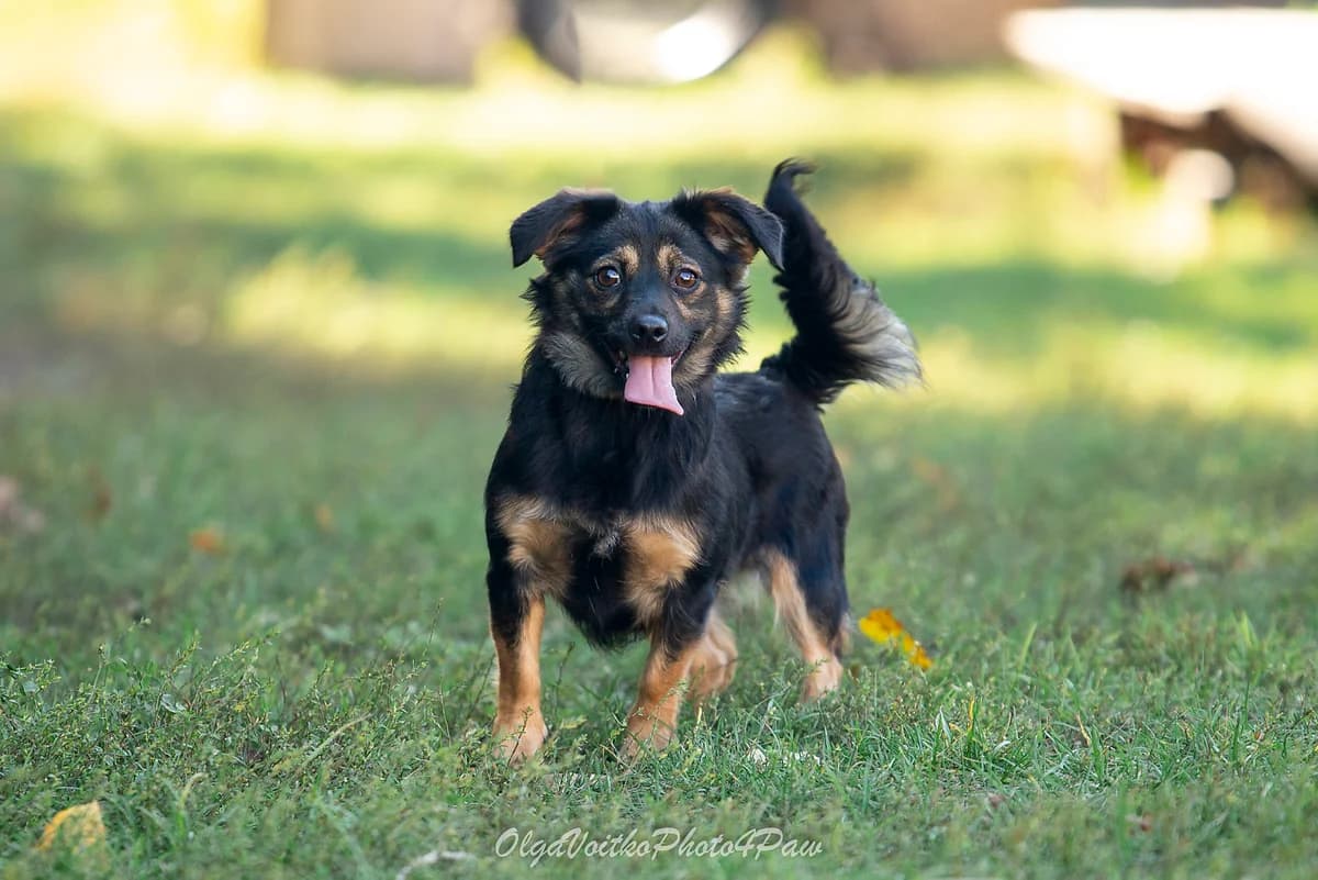 Peppa (Пеппа), female Mixed Breed for adoption at Dobri Ruky, Kyiv