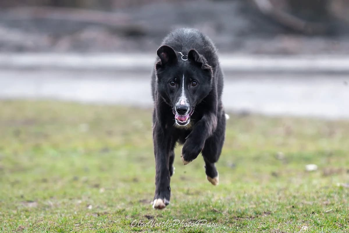 Rodzher (Роджер), male Mixed Breed for adoption at Dobri Ruky, Kyiv