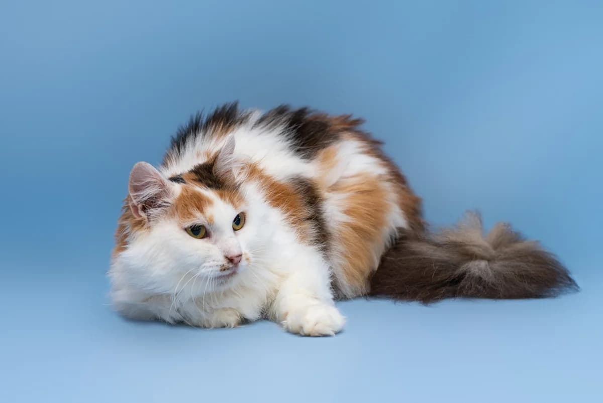 Marusya (Маруся), female Mixed Breed for adoption at Dobri Ruky, Kyiv