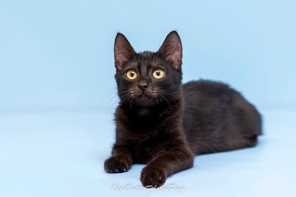 Edan (Едан), male Mixed Breed for adoption at Dobri Ruky, Kyiv