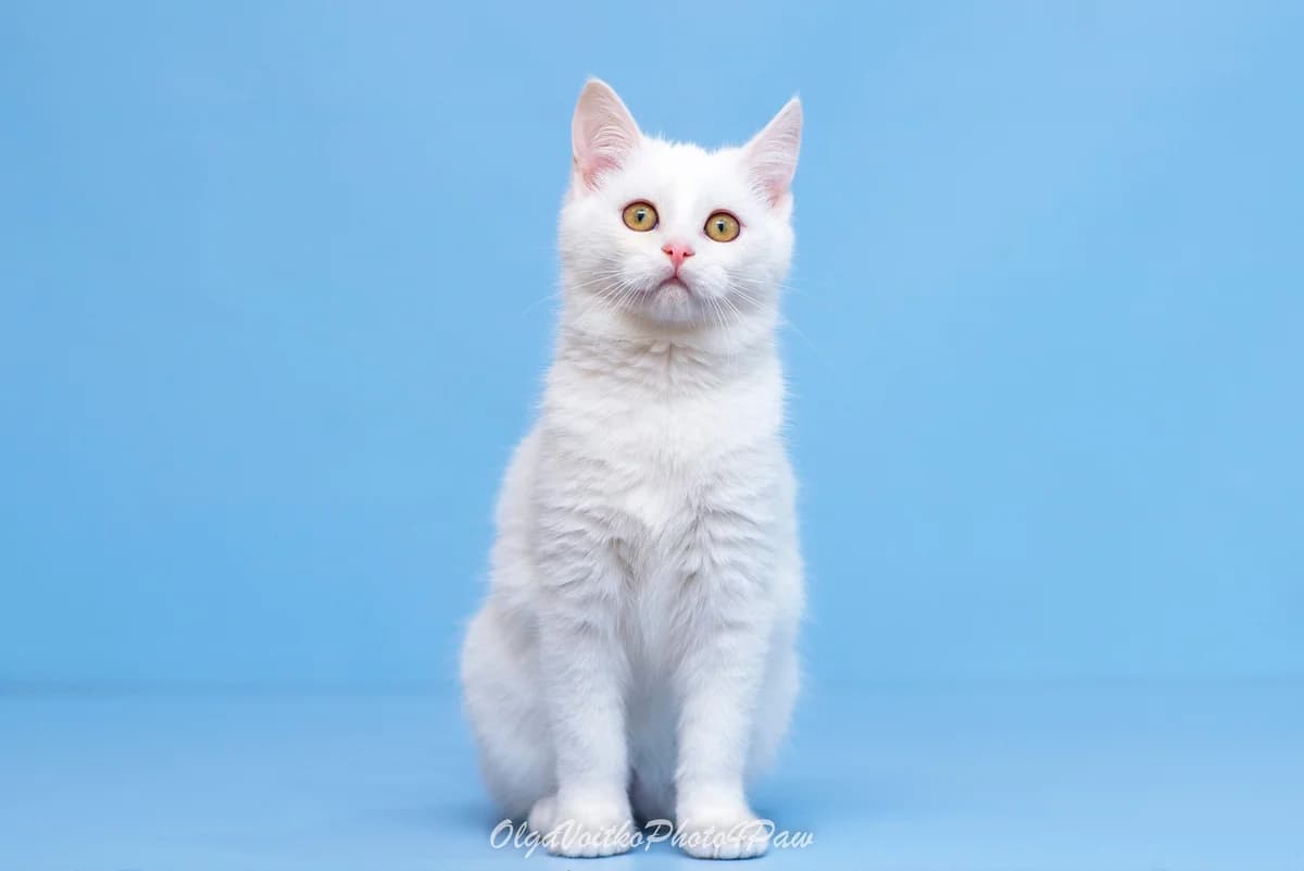 Dzhetta (Джетта), female Mixed Breed for adoption at Dobri Ruky, Kyiv