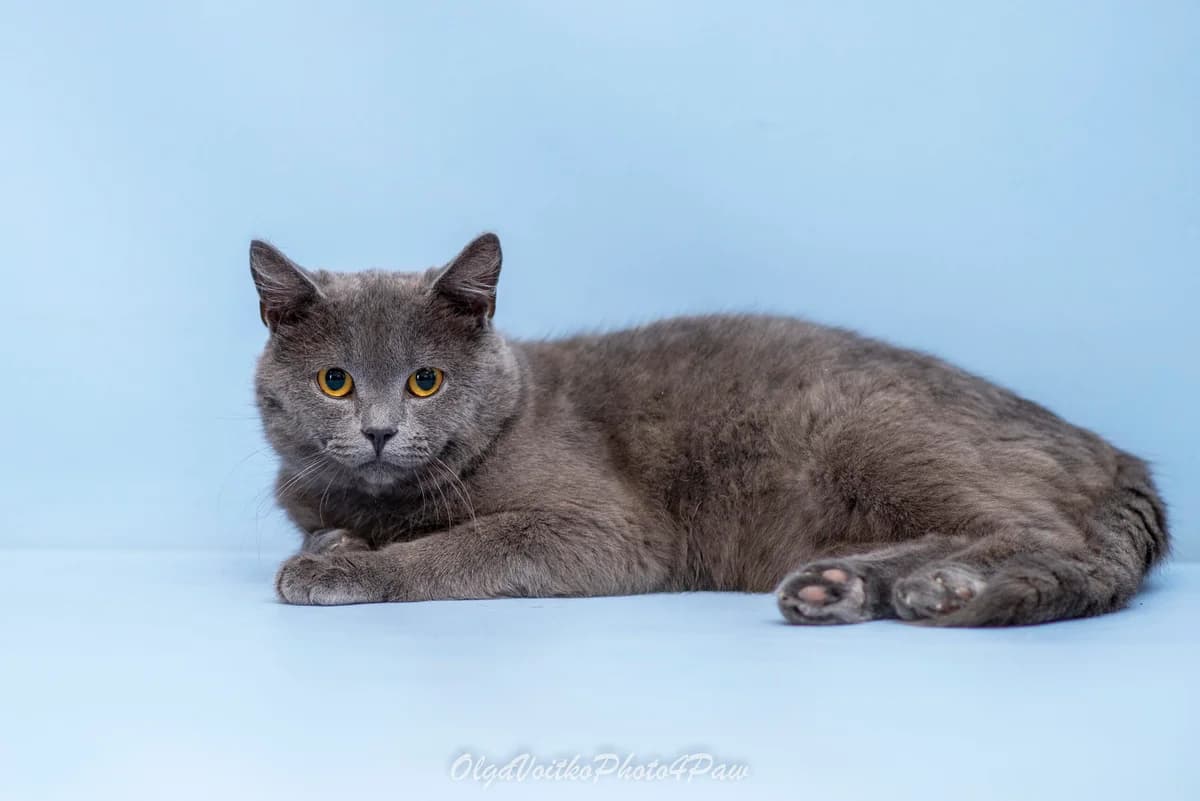 Reyli (Рейлі), male Mixed Breed for adoption at Dobri Ruky, Kyiv