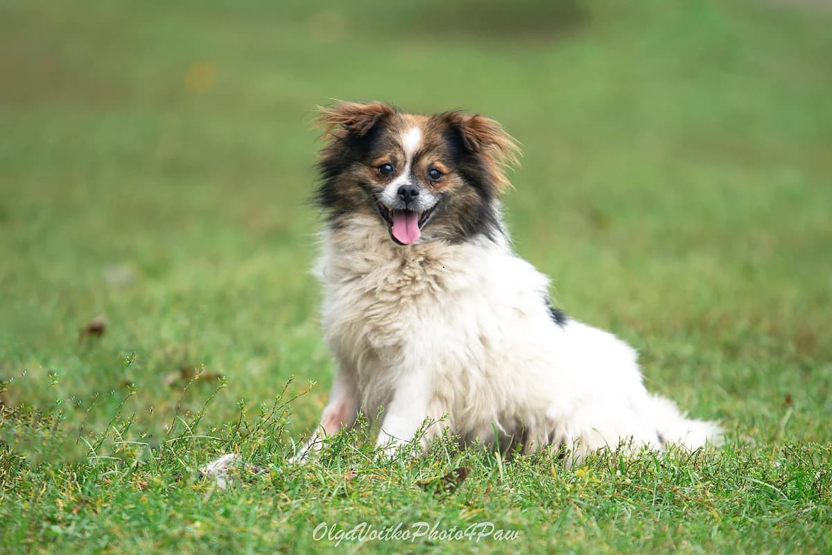 Muson (Мусон), male Mixed Breed for adoption at Dobri Ruky, Kyiv