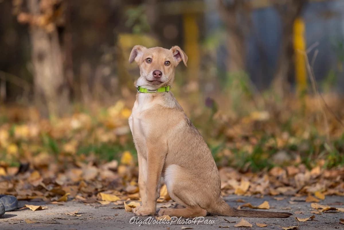 Flori (Флорі), female Mixed Breed for adoption at Dobri Ruky, Kyiv