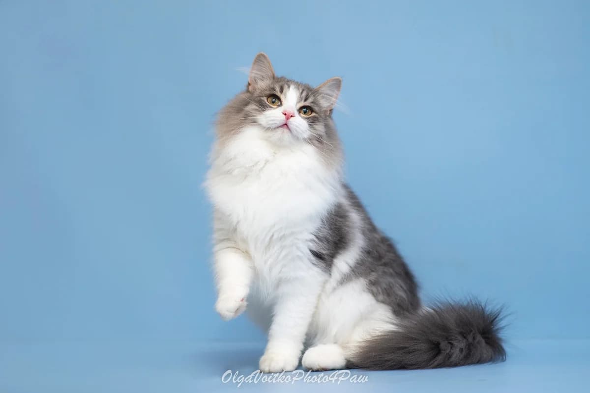 Alvi (Алві), male Mixed Breed for adoption at Dobri Ruky, Kyiv
