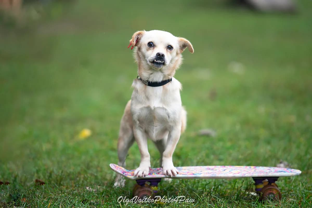 Lyusya (Люся), female Mixed Breed for adoption at Dobri Ruky, Kyiv
