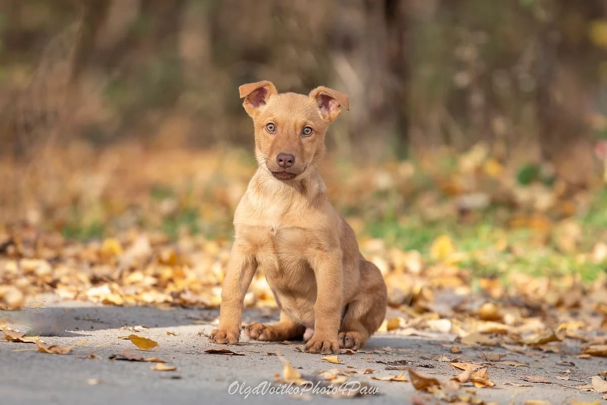 Floyd (Флойд), male Mixed Breed for adoption at Dobri Ruky, Kyiv