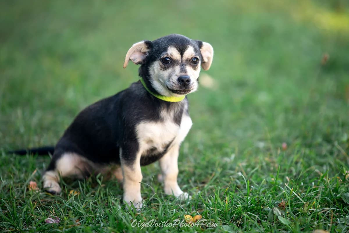Puzirka (Пузирька), female Mixed Breed for adoption at Dobri Ruky, Kyiv
