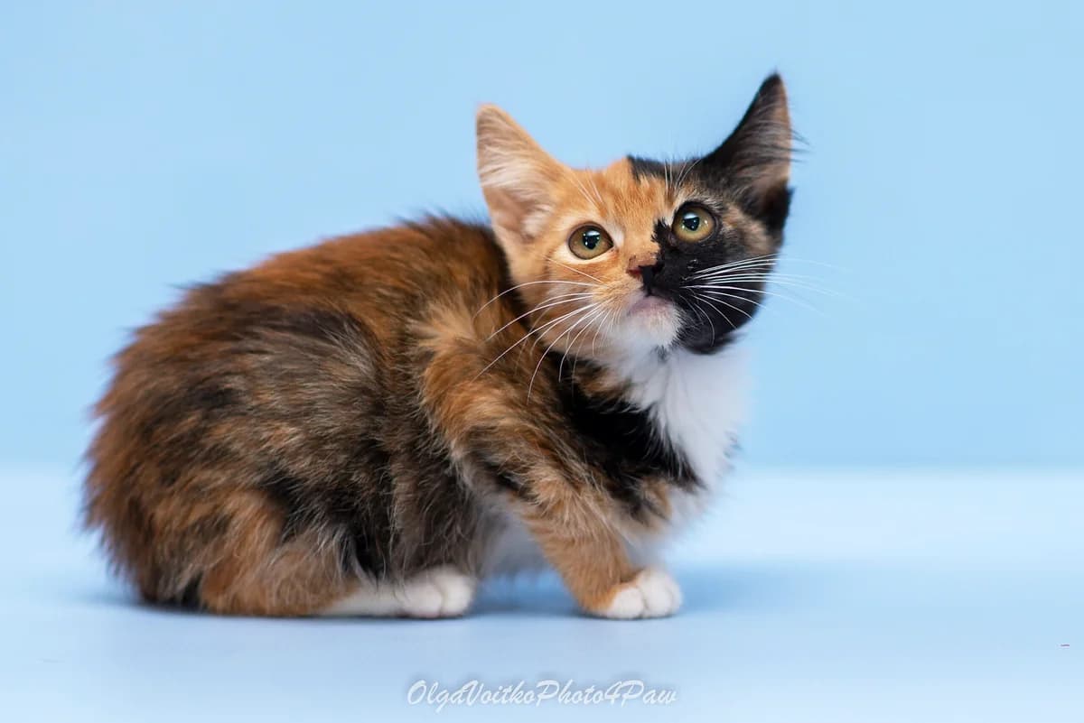 Karmen (Кармен), female Mixed Breed for adoption at Dobri Ruky, Kyiv