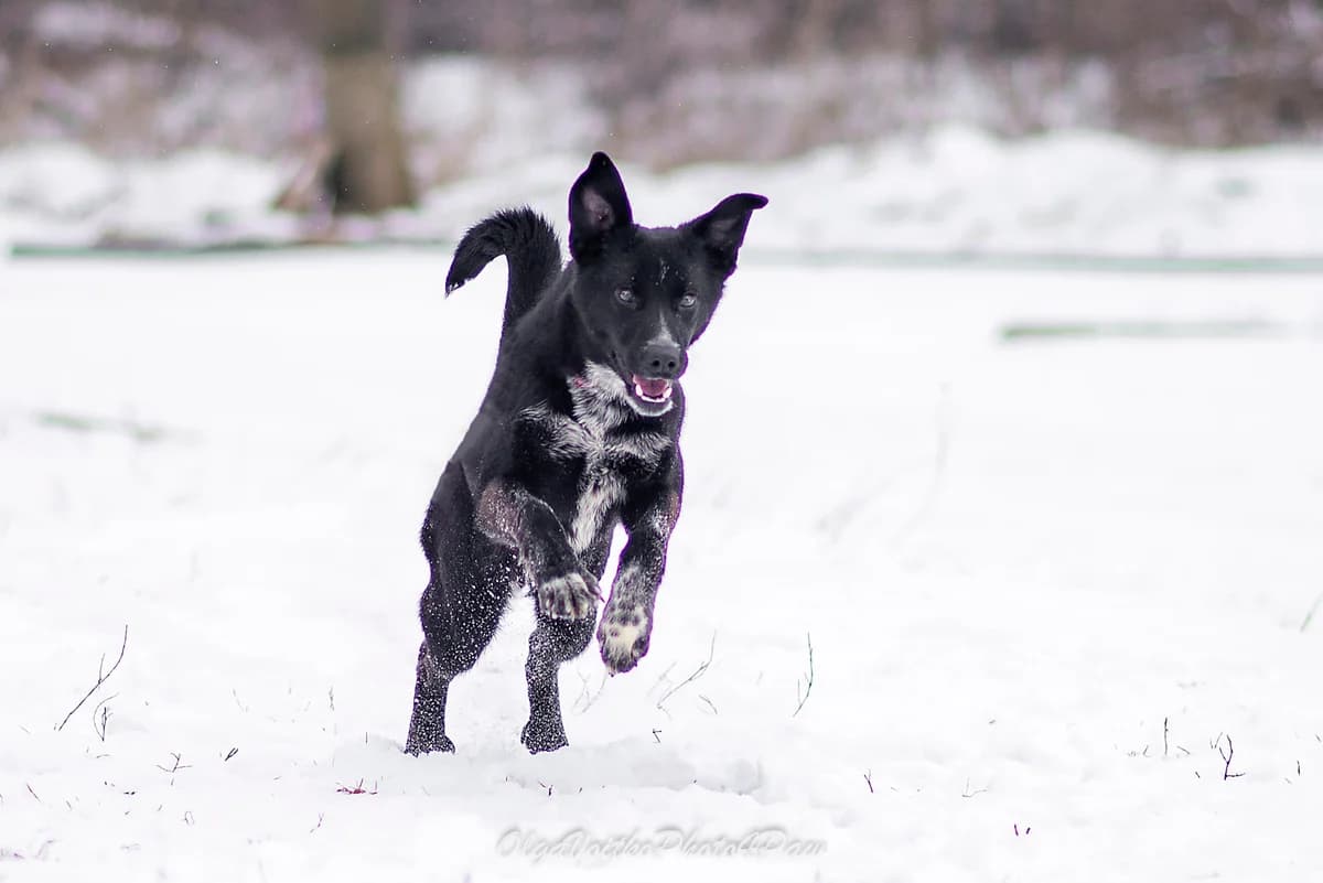 Khipster (Хіпстер), male Mixed Breed for adoption at Dobri Ruky, Kyiv