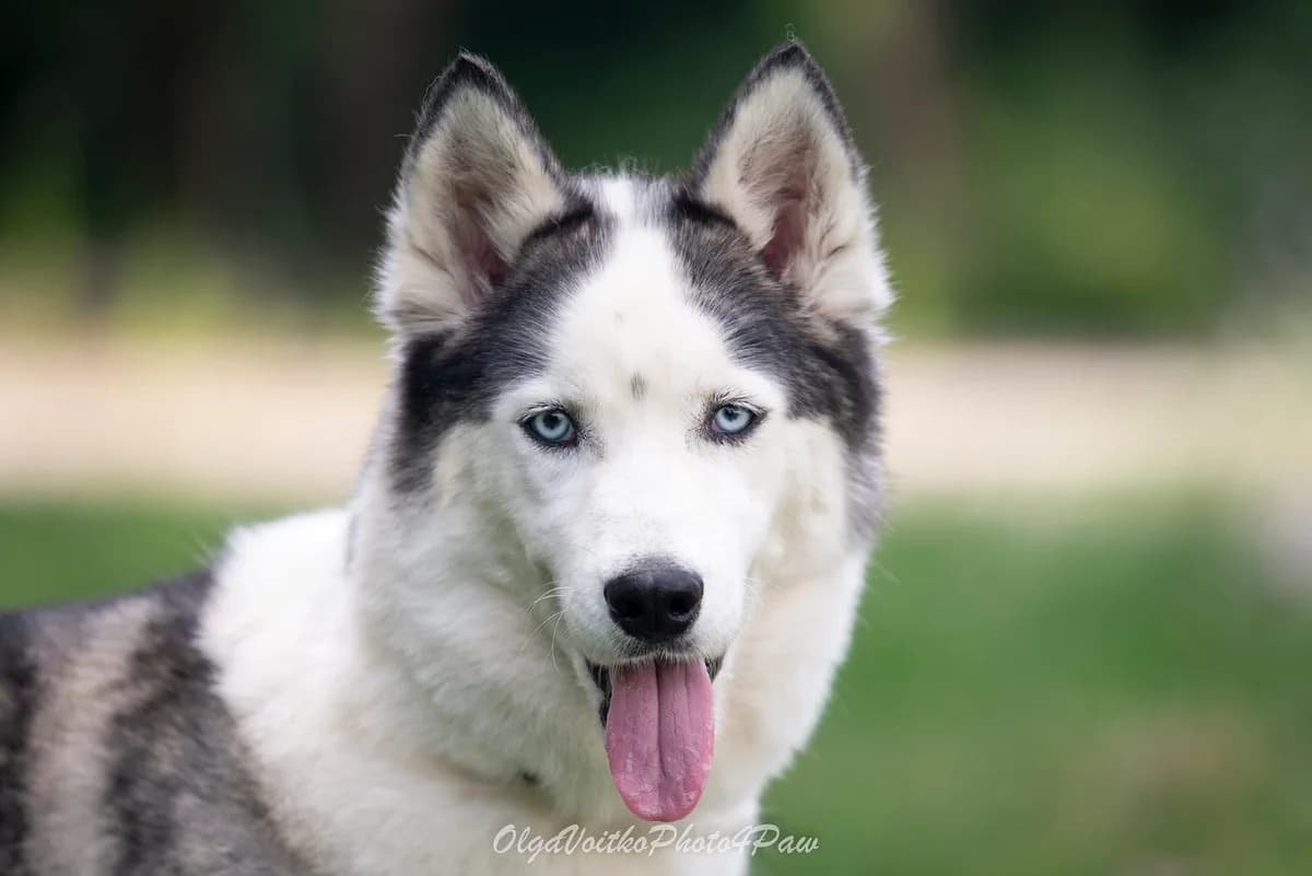 Mun (Мун), female Mixed Breed for adoption at Dobri Ruky, Kyiv