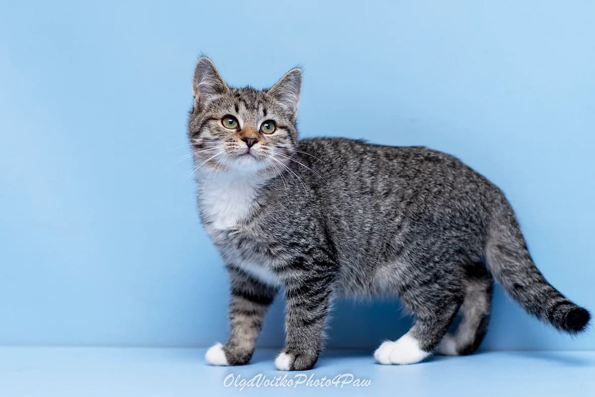 Idoni (Ідоні), female Mixed Breed for adoption at Dobri Ruky, Kyiv