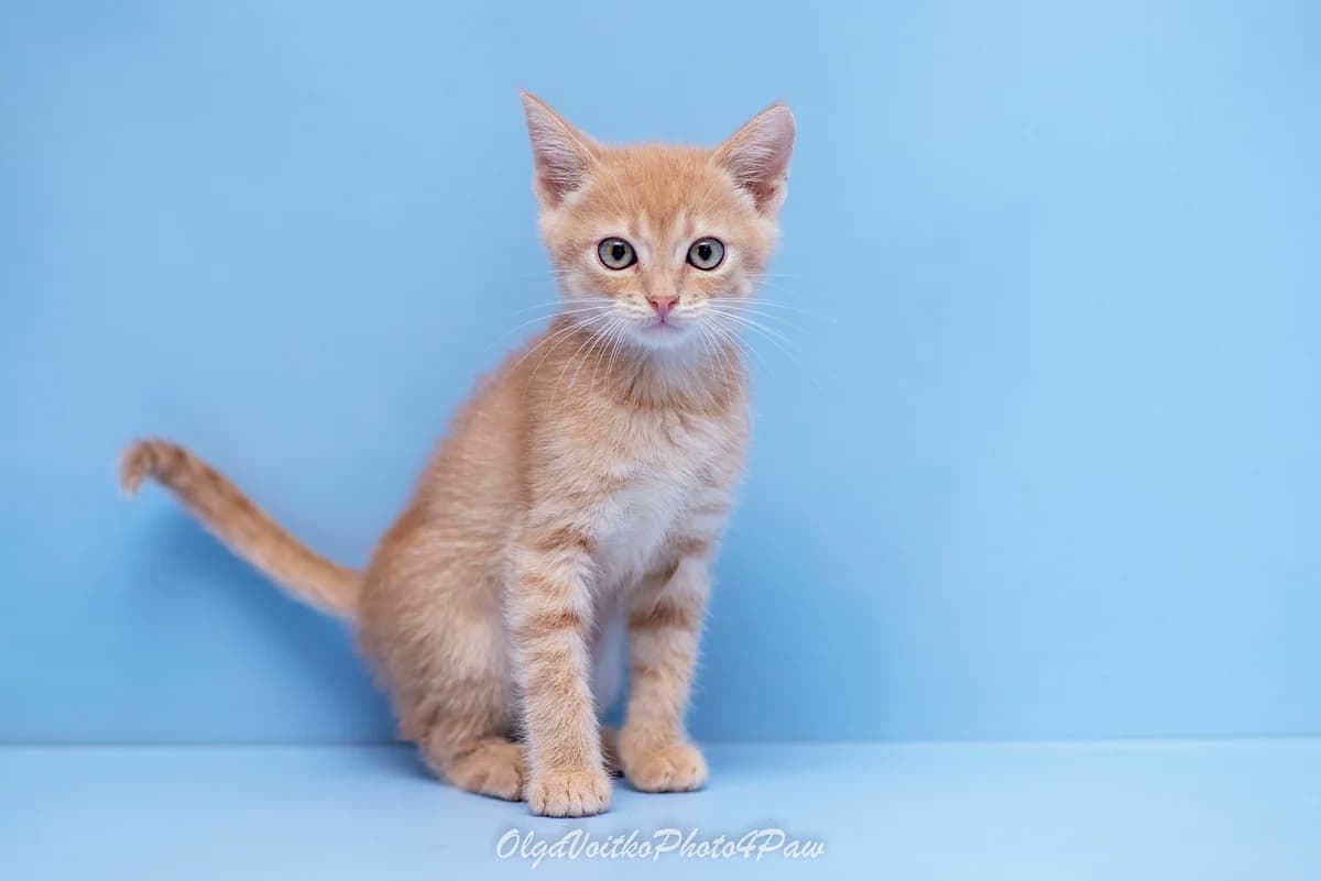 Boris (Боріс), male Mixed Breed for adoption at Dobri Ruky, Kyiv