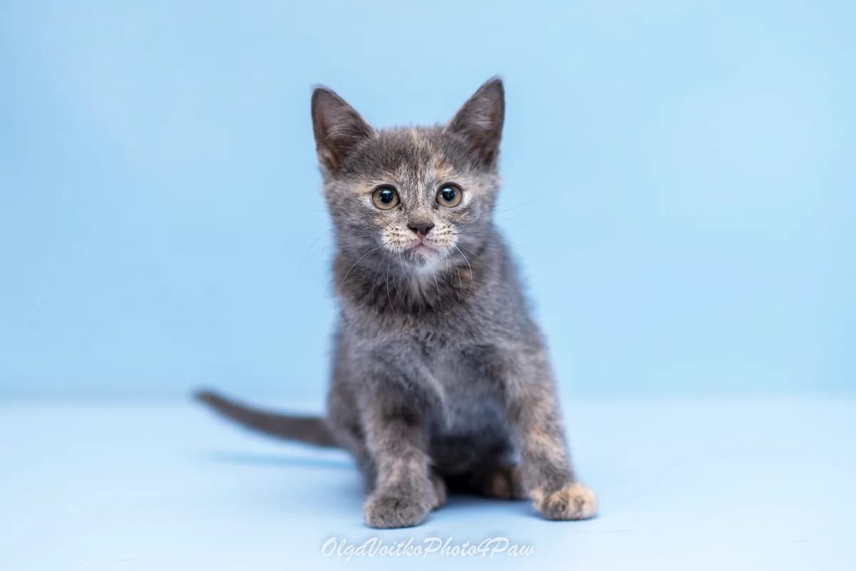 Brin (Брін), female Mixed Breed for adoption at Dobri Ruky, Kyiv