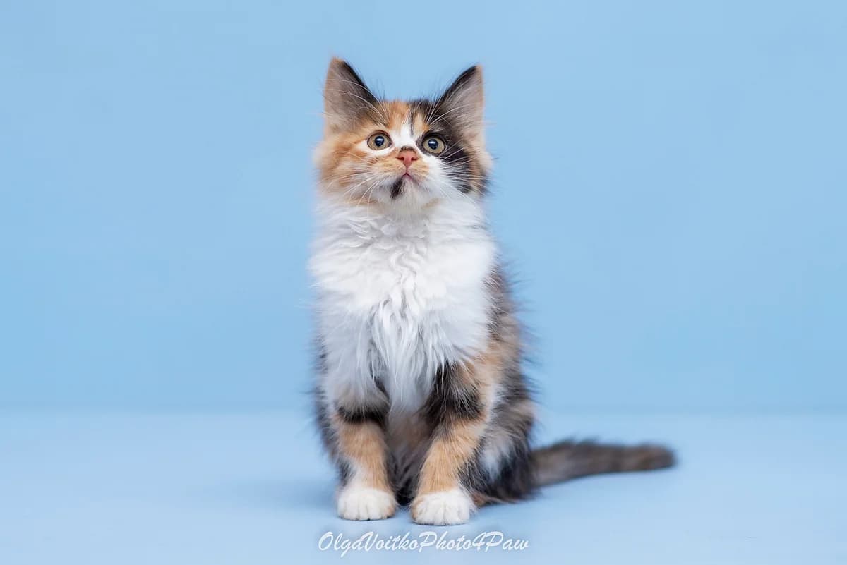 Barbi (Барбі), female Mixed Breed for adoption at Dobri Ruky, Kyiv