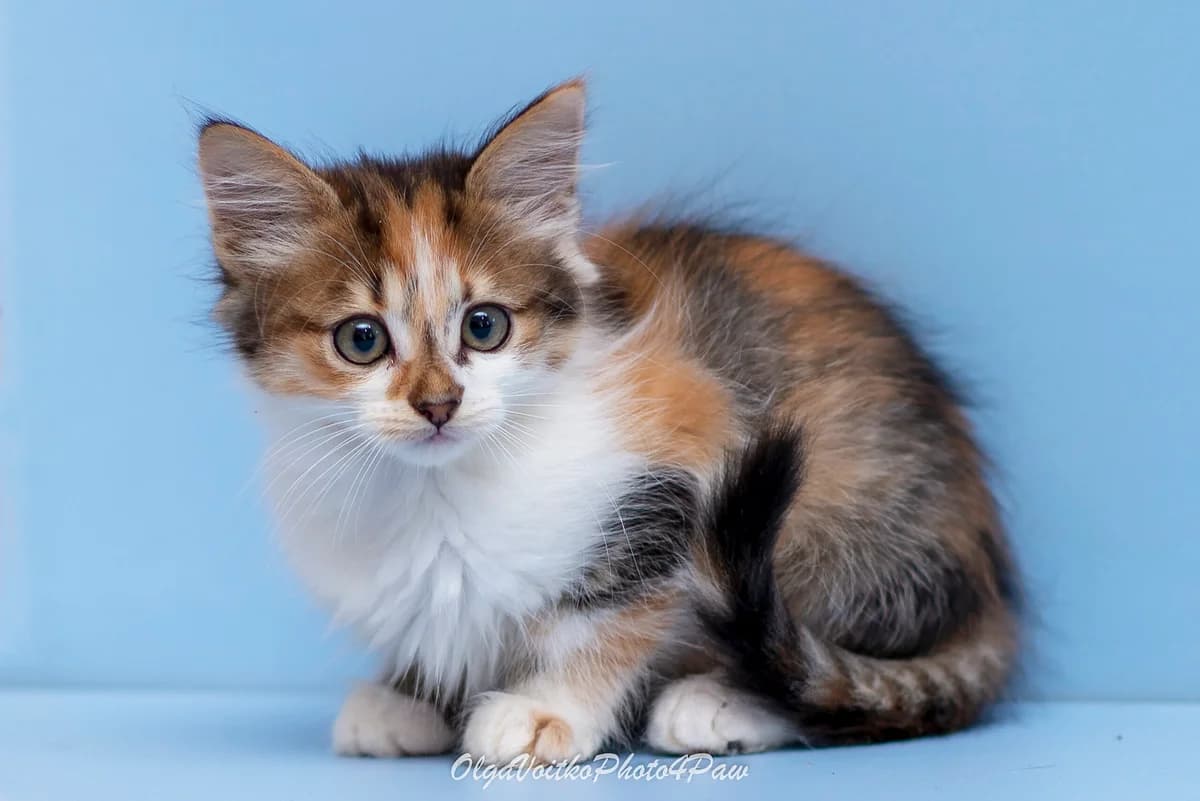 Babet (Бабет), female Mixed Breed for adoption at Dobri Ruky, Kyiv