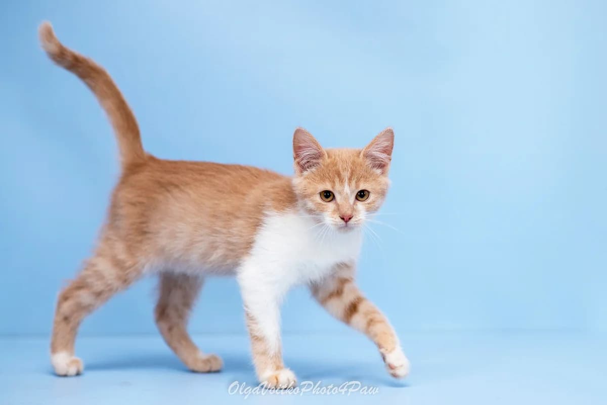 Brok (Брок), male Mixed Breed for adoption at Dobri Ruky, Kyiv