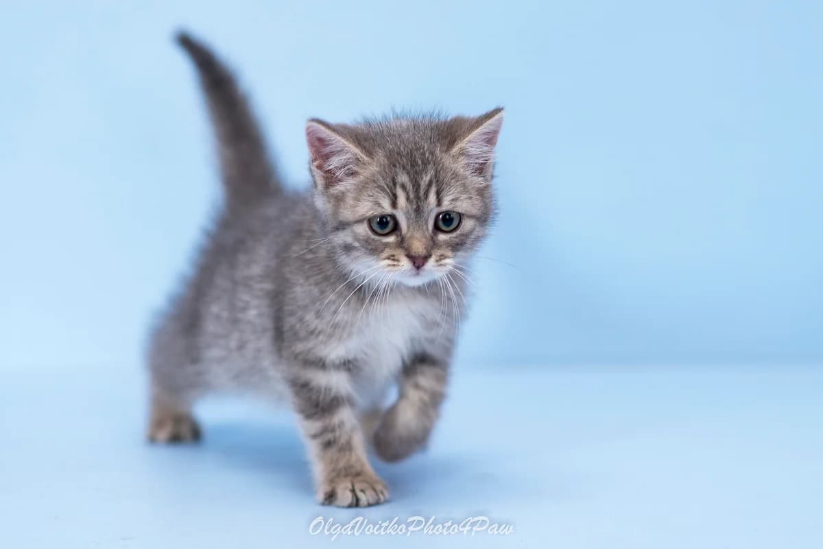Manyasha (Маняша), female Mixed Breed for adoption at Dobri Ruky, Kyiv