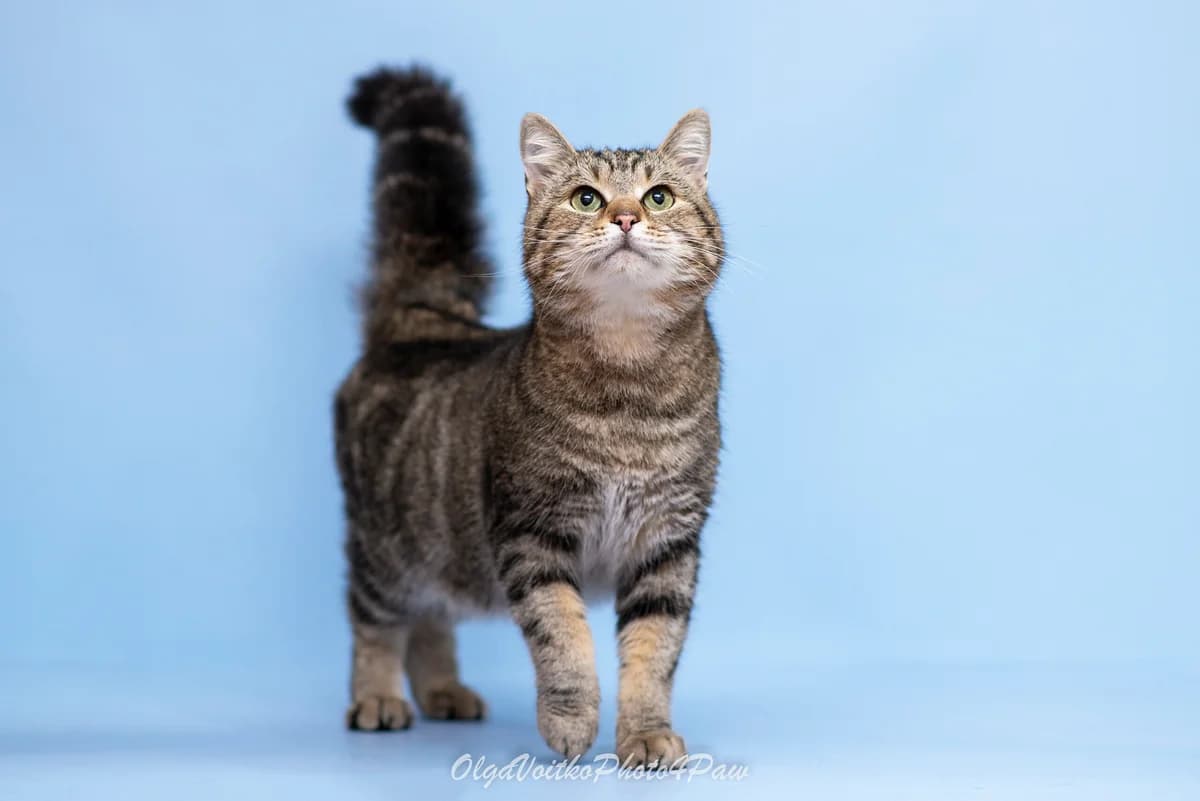 Oshin (Ошин), male Mixed Breed for adoption at Dobri Ruky, Kyiv