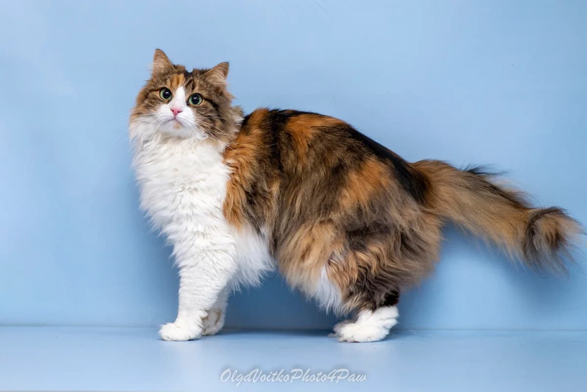 Daliya (Далія), female Mixed Breed for adoption at Dobri Ruky, Kyiv