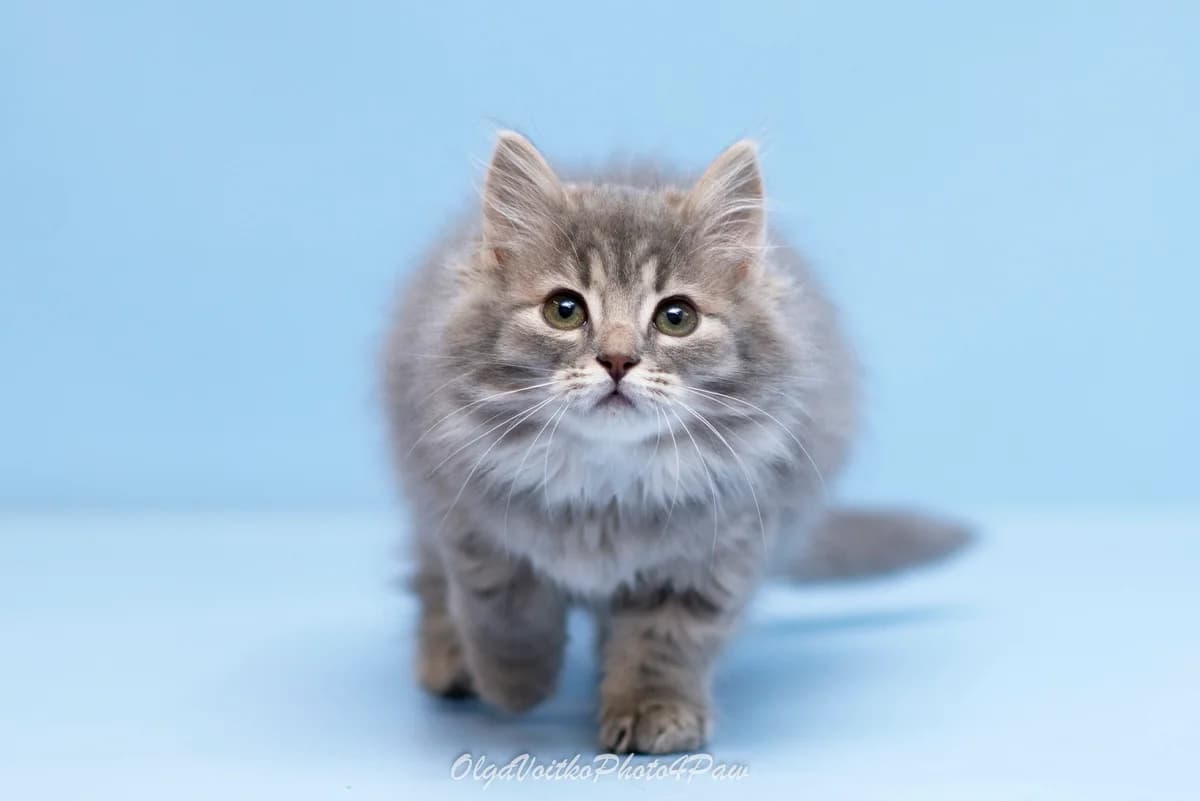 Mikki (Міккі), female Mixed Breed for adoption at Dobri Ruky, Kyiv