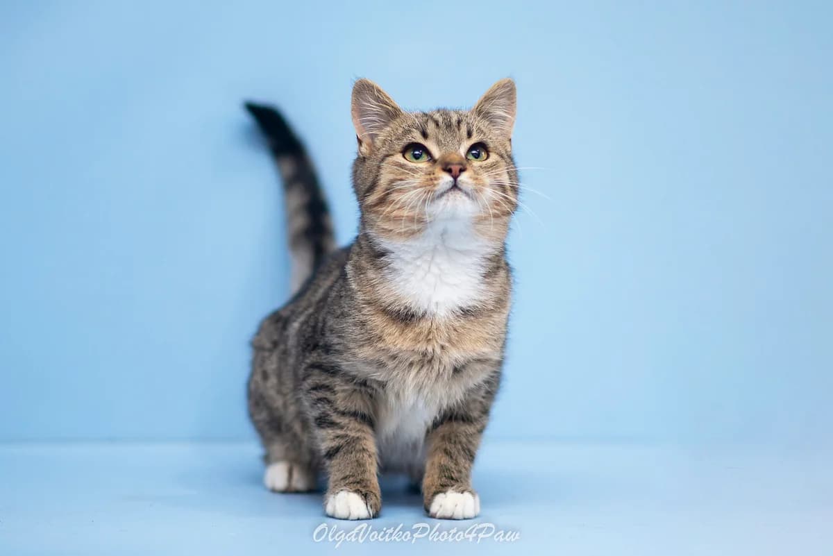 Berton (Бертон), male Mixed Breed for adoption at Dobri Ruky, Kyiv