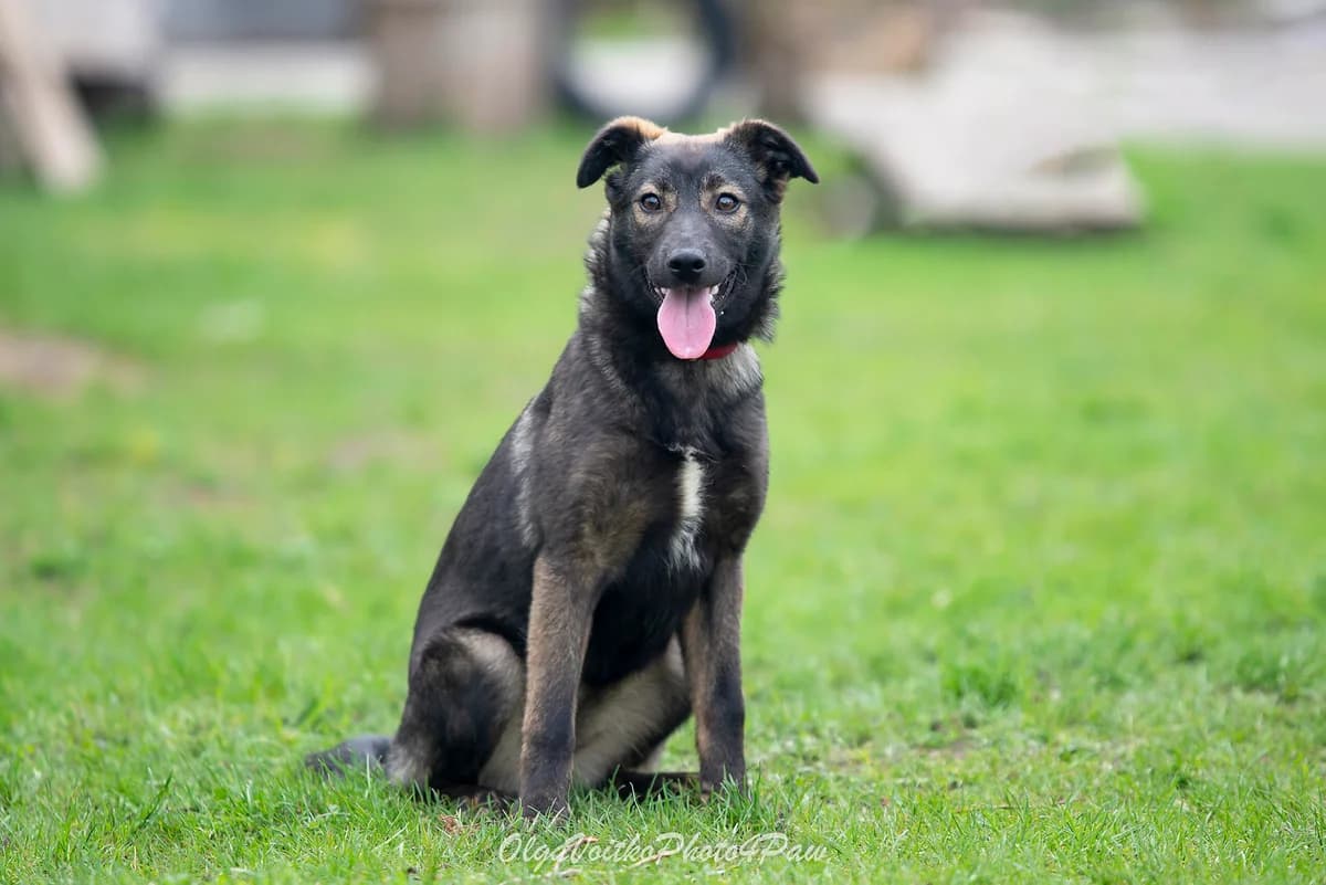 Kasta (Каста), female Mixed Breed for adoption at Dobri Ruky, Kyiv