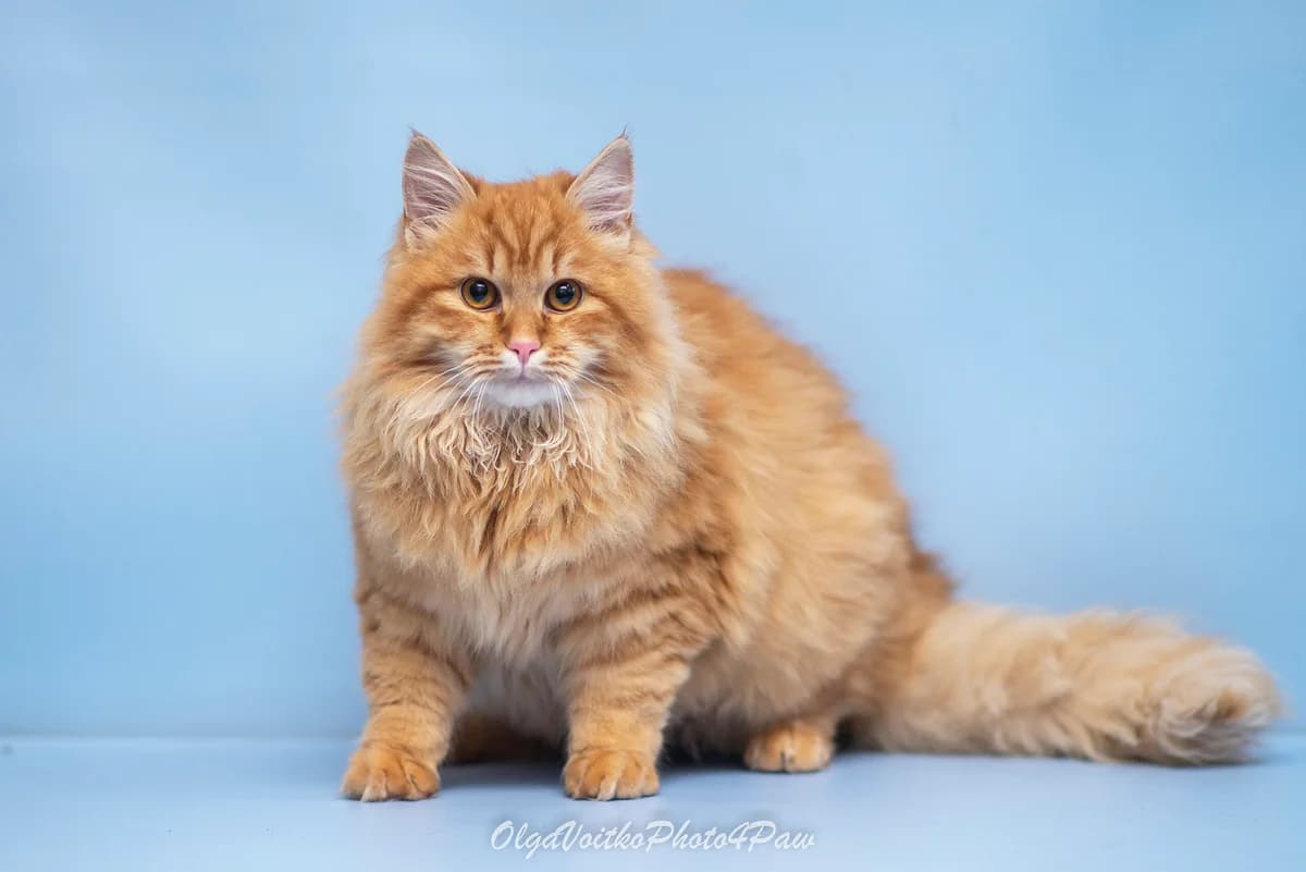 Vognik (Вогник), male Mixed Breed for adoption at Dobri Ruky, Kyiv