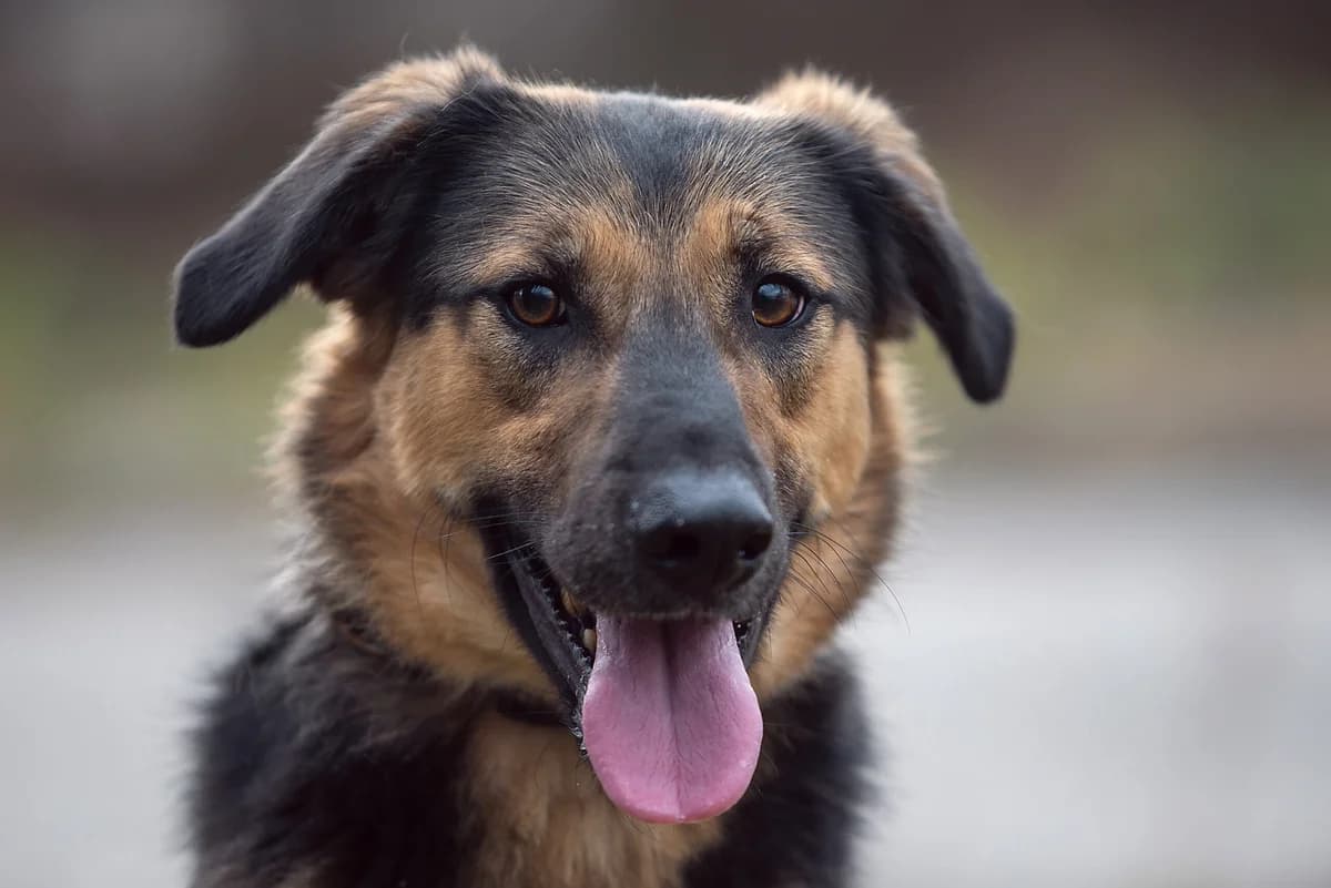 Kayzer (Кайзер), male Mixed Breed for adoption at Dobri Ruky, Kyiv