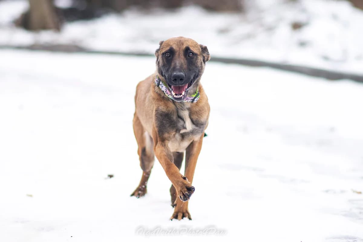 Nirvana (Нірвана), female Mixed Breed for adoption at Dobri Ruky, Kyiv