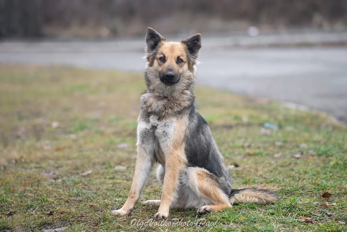 Khanna (Ханна), female Mixed Breed for adoption at Dobri Ruky, Kyiv