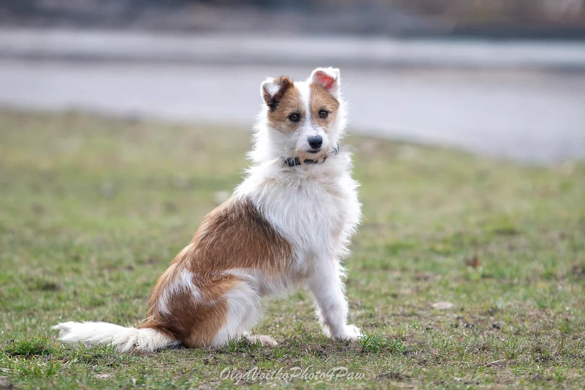 Tsedra (Цедра), female Mixed Breed for adoption at Dobri Ruky, Kyiv