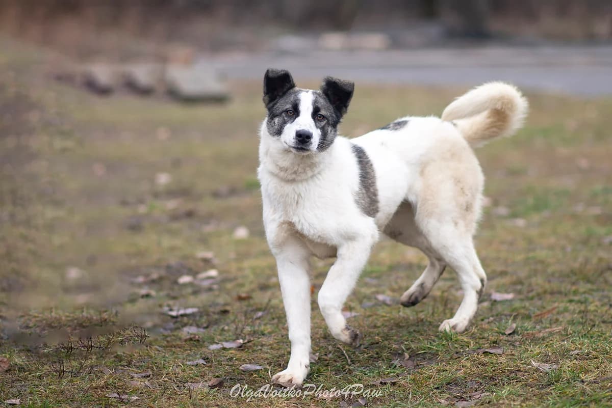 Kholli (Холлі), female Mixed Breed for adoption at Dobri Ruky, Kyiv