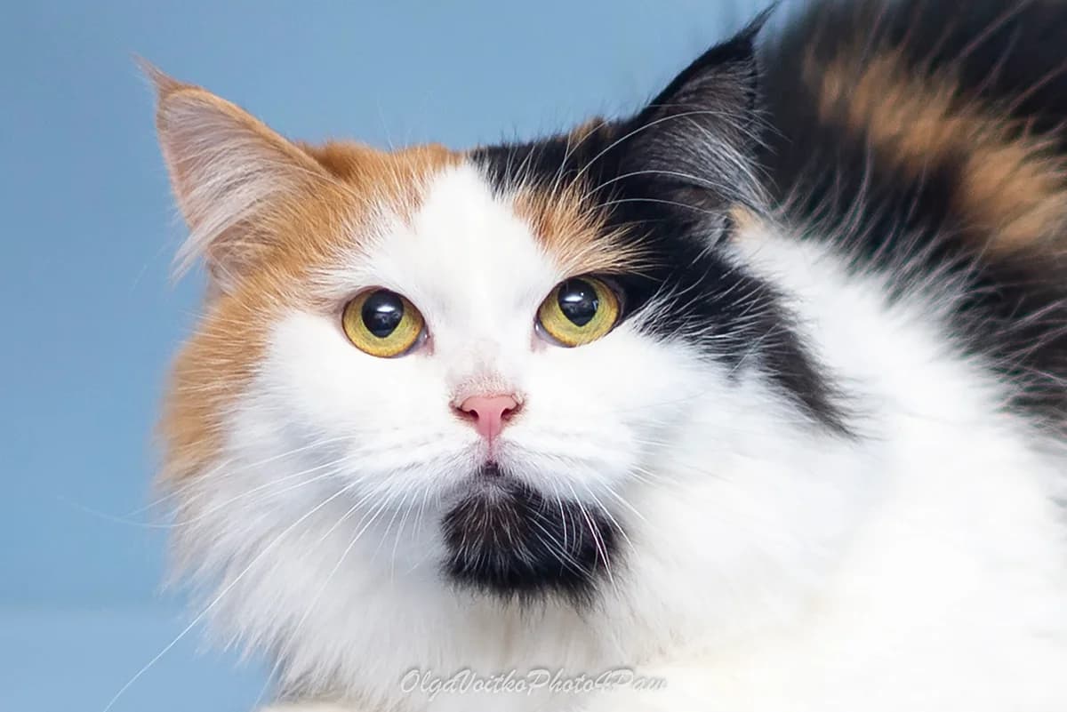 Bronya (Броня), female Mixed Breed for adoption at Dobri Ruky, Kyiv