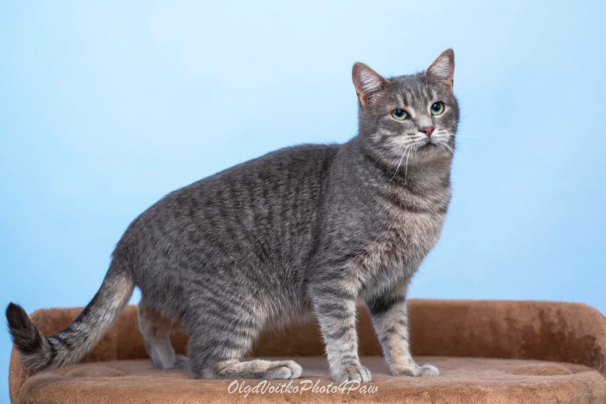 Kortes (Кортес), male Mixed Breed for adoption at Dobri Ruky, Kyiv